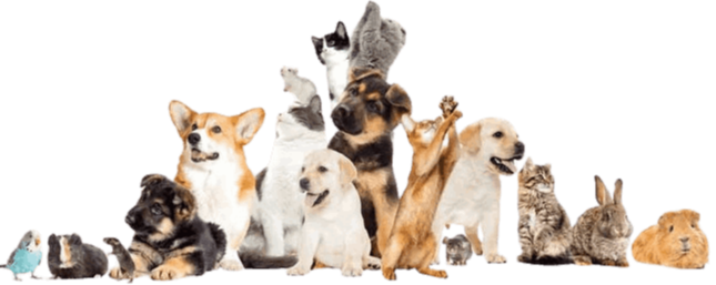 UPA-PET